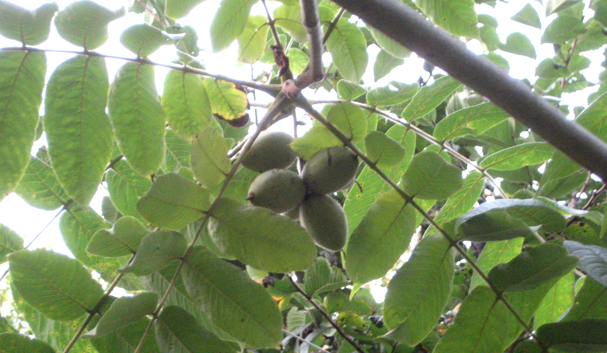 Ensimm&auml;iset Juglans-p&auml;hkin&auml;t