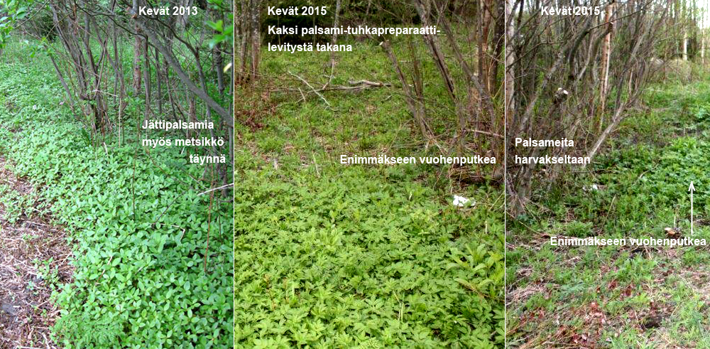 J&auml;ttipalsamin torjuntaa