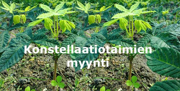 Konstellaatiotaimia